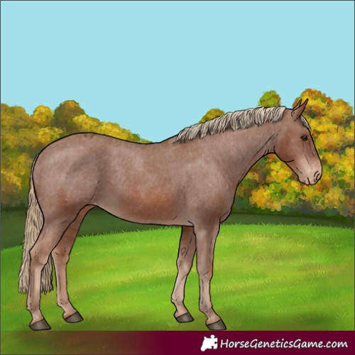 Horse Color:Chestnut Appaloosa 