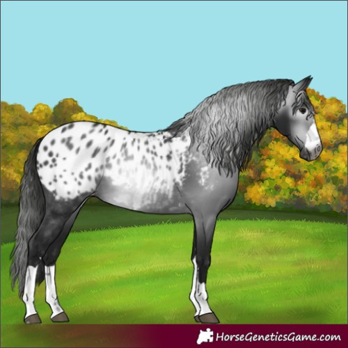 Horse Color:Unknown 