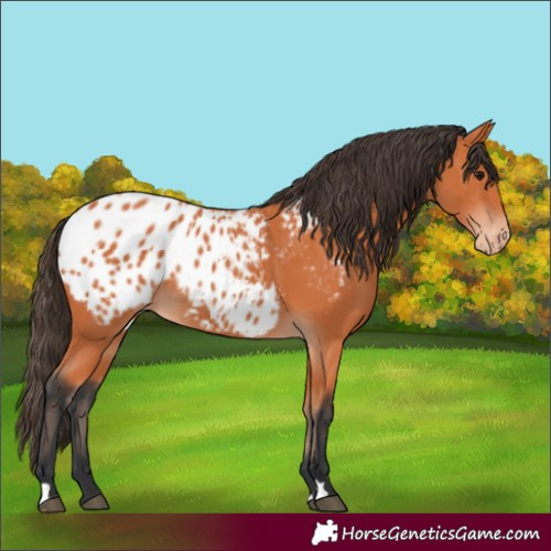 Horse Color:Unknown 