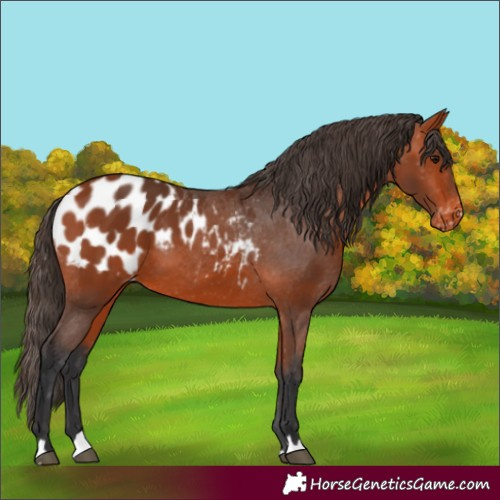 Horse Color:Unknown 