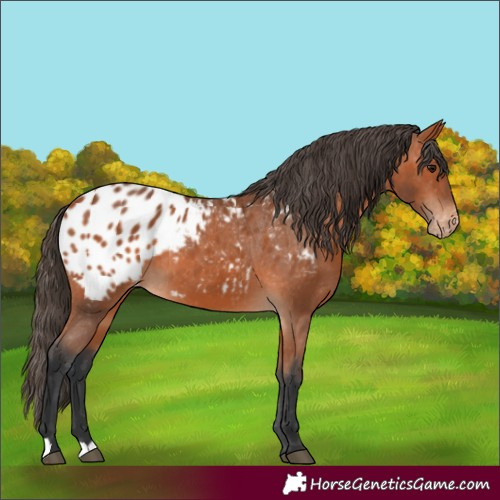 Horse Color:Unknown 