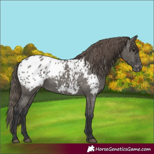 Horse Color:Unknown 