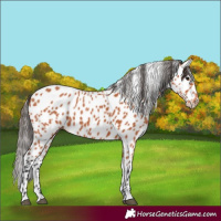 Horse Color:Unknown 
