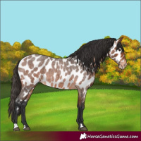 Horse Color:Unknown 