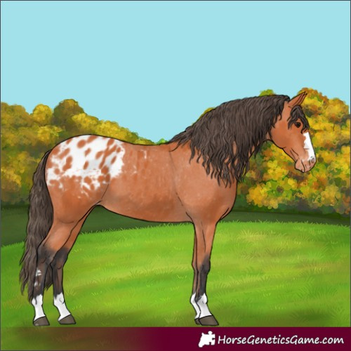 Horse Color:Unknown 