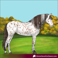 Horse Color:Unknown 