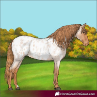 Horse Color:Red Roan Appaloosa 