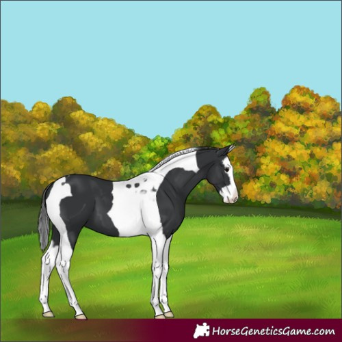 Horse Color:Black Splash Tobiano 