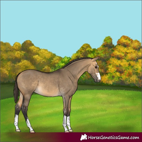 Horse Color:Buckskin Dun 