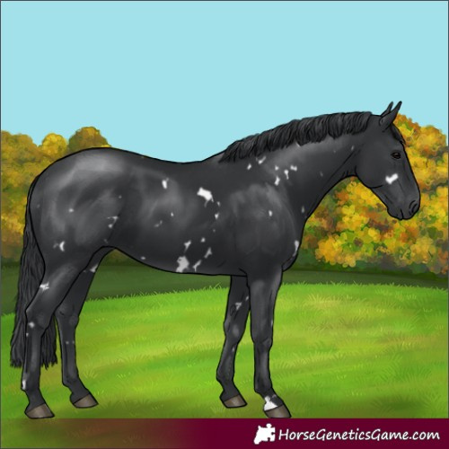 Horse Color:White Spotted Black 