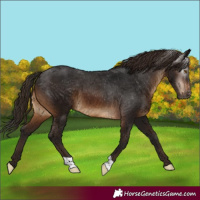 Horse Color:Gray Brown Appaloosa