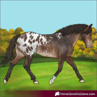 Horse Color:Brown Appaloosa 