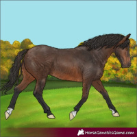 Horse Color:Brown 