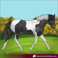 Horse Color:Black Tobiano Appaloosa 
