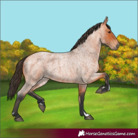 Horse Color:Unknown 
