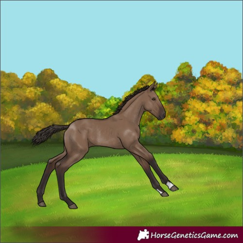 Horse Color:Liver Red Dun Rabicano