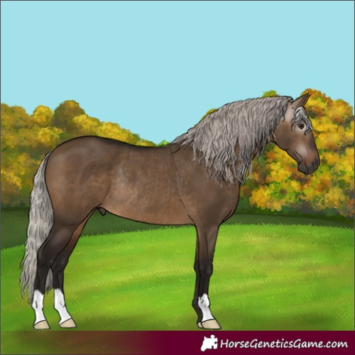 Horse Color:Unknown 