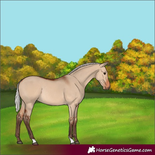 Horse Color:Unknown 