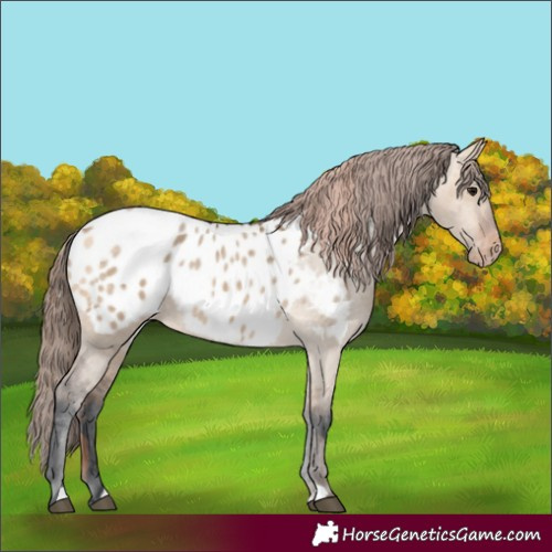 Horse Color:Brown Dun Merle Blanket Rabicano