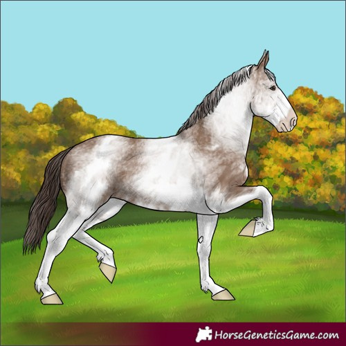Horse Color:White Spotted Liver Red Dun Rabicano 