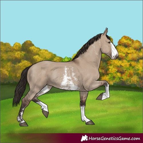 Horse Color:Liver Red Dun Sabino Rabicano