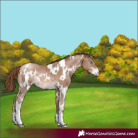 Horse Color:White Spotted Brown Pearl Sabino