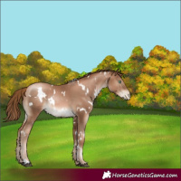 Horse Color:White Spotted Liver Chestnut Pearl Rabicano
