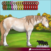 Horse Color:White Spotted Gold Champagne Pearl Rabicano 