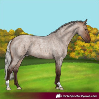 Horse Color:Silver Brown Roan Dun