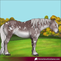 Horse Color:White Spotted Chocolate Silver Black Chinchilla