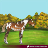 Horse Color:White Spotted Chocolate Palomino Appaloosa