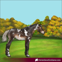 Horse Color:Gray White Spotted Silver Brown Mushroom 