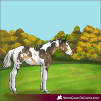 Horse Color:White Spotted Silver Buckskin Mushroom Splash Tobiano
