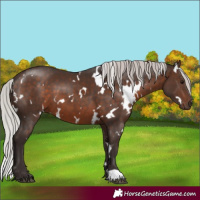 Horse Color:White Spotted Silver Brown 