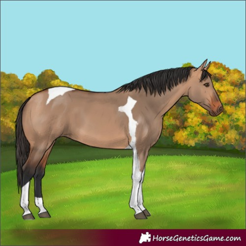 Horse Color:Bay Dun Tobiano 