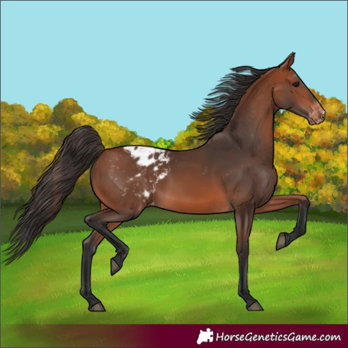 Horse Color:Bay Appaloosa 