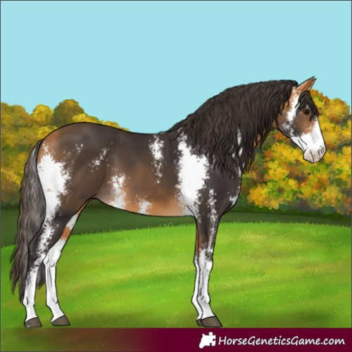 Horse Color:Buckskin Sabino 