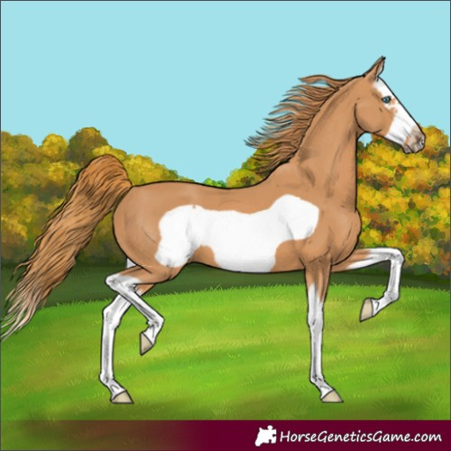 Horse Color:Chestnut Splash Frame 