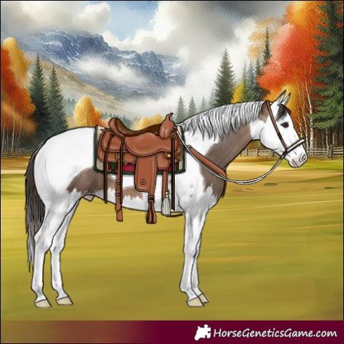 Horse Color:Brown Dun Splash Tobiano Appaloosa 