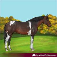 Horse Color:Bay Tobiano Rabicano