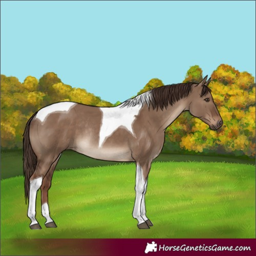 Horse Color:Liver Red Dun Tobiano Rabicano 