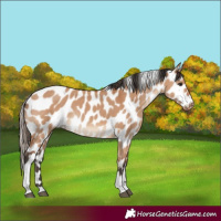 Horse Color:Bay Dun Tobiano Leopard Rabicano