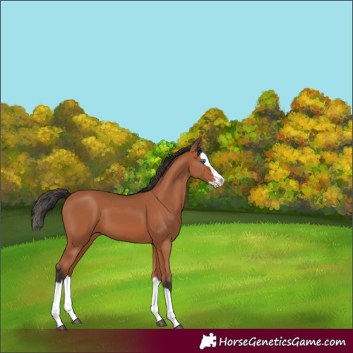 Horse Color:Unknown 