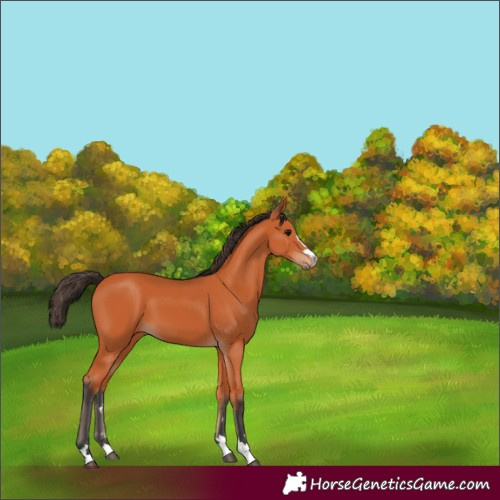 Horse Color:Unknown 