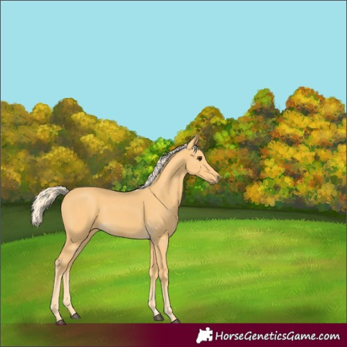 Horse Color:Unknown 