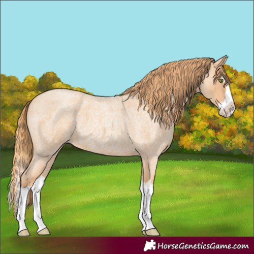Horse Color:Gold Champagne Roan Splash 
