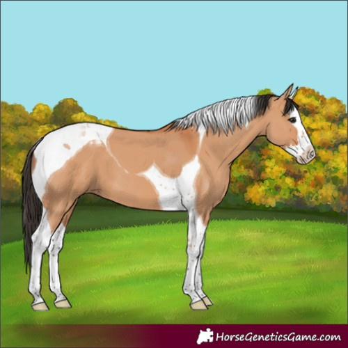 Horse Color:Bay Dun Splash Tobiano 