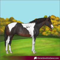 Horse Color:Brown Tobiano Rabicano 
