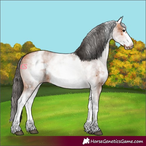 Horse Color:White Spotted Bay Sabino Frame