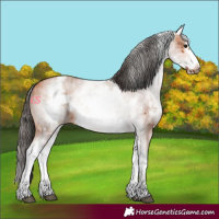 Horse Color:White Spotted Bay Sabino Frame 